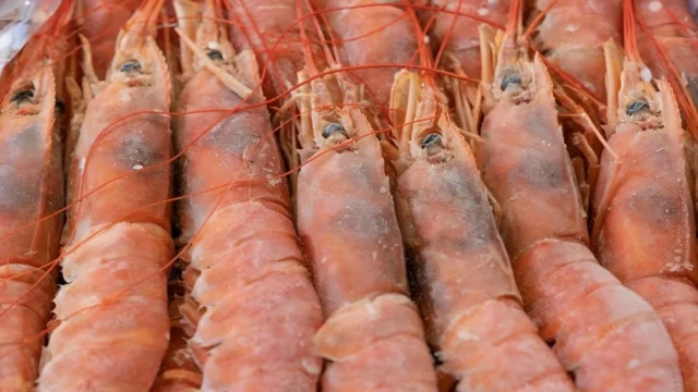 Debate por la cuotificación del langostino: un punto clave para el futuro pesquero