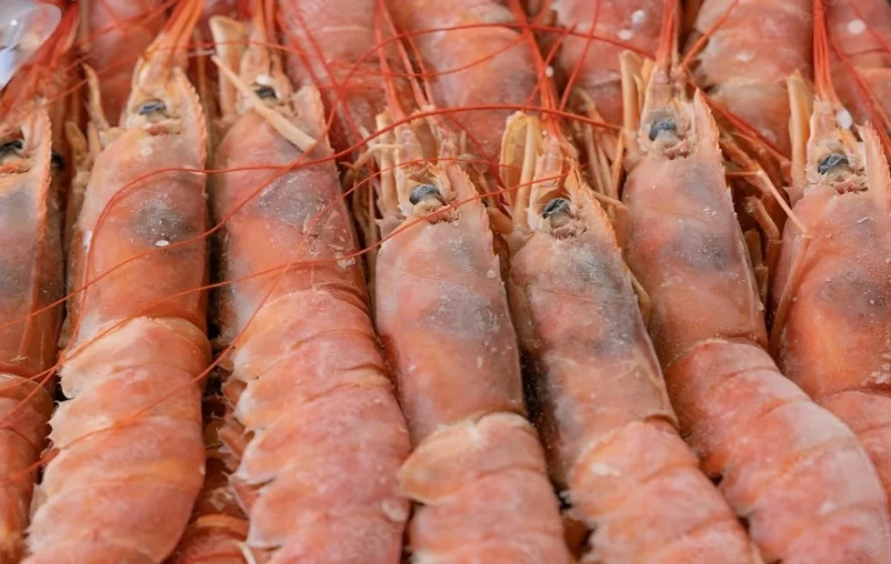 Debate por la cuotificación del langostino: un punto clave para el futuro pesquero