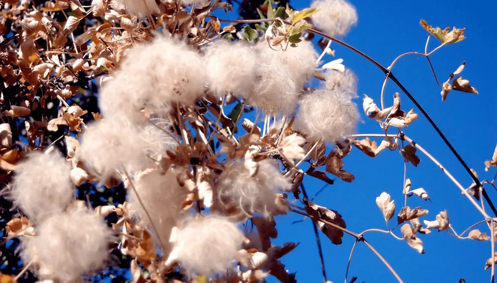 Innovación en la Agroindustria: Lanzamiento de un Algodón Resistente en Chaco
