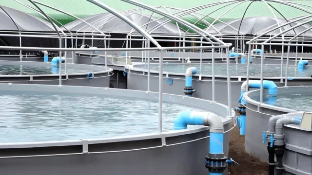 Acuicultura en recirculación: el sistema que redefine el uso del agua