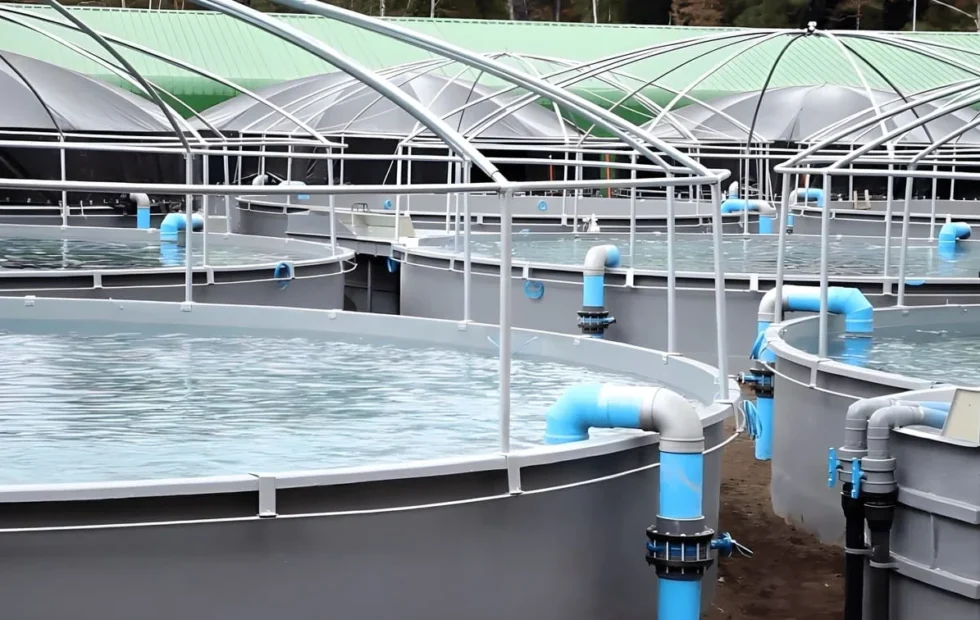 Acuicultura en recirculación: el sistema que redefine el uso del agua