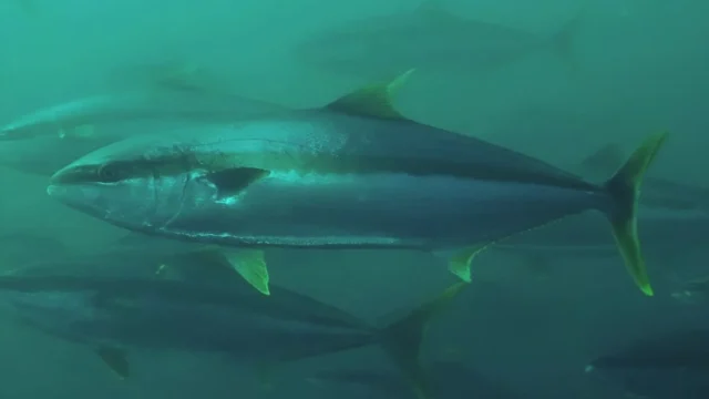 El pez limón se afianza en la Patagonia y llega al Golfo Nuevo