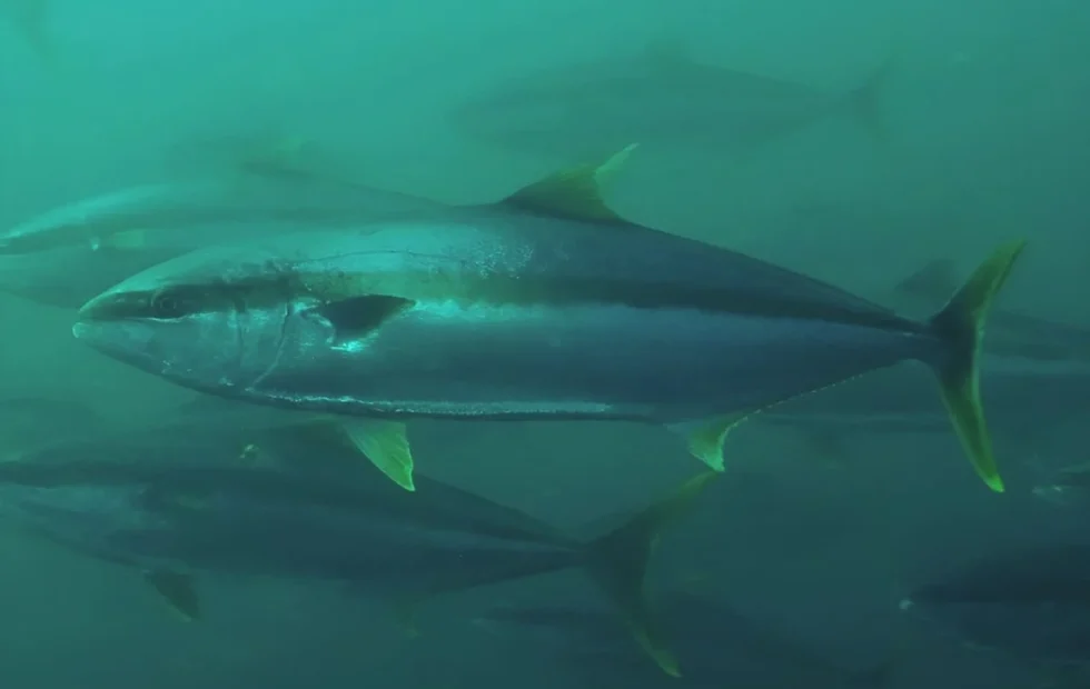 El pez limón se afianza en la Patagonia y llega al Golfo Nuevo