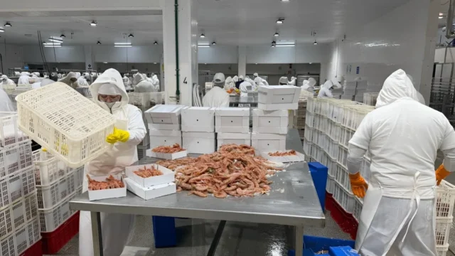 Conarpesa reactivó su planta de Rawson con langostino y personal de Madryn
