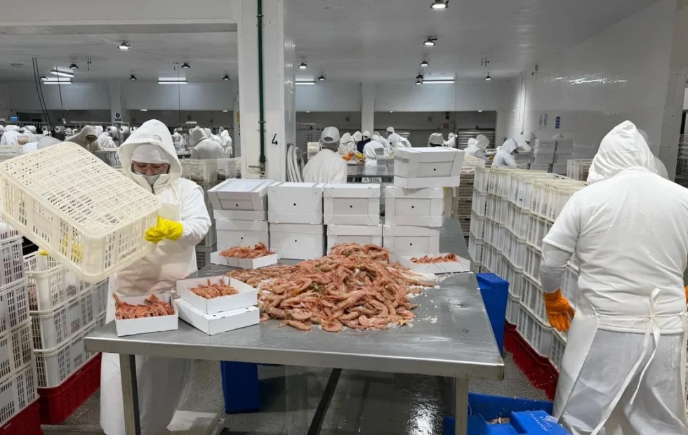 Conarpesa reactivó su planta de Rawson con langostino y personal de Madryn