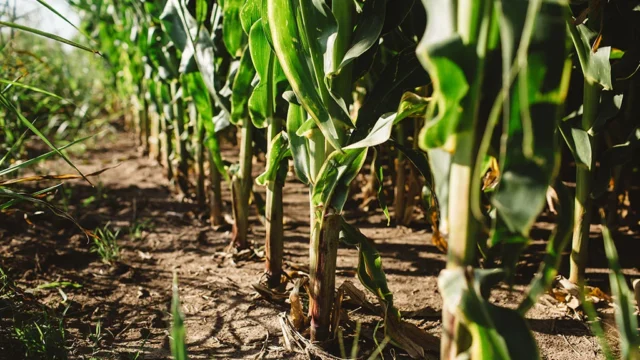 El maíz perdería 600.000 hectáreas en 2026/27 por costos y chicharrita