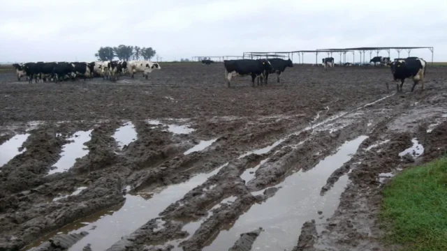 El Niño podría intensificarse y obliga al campo cordobés a anticipar decisiones