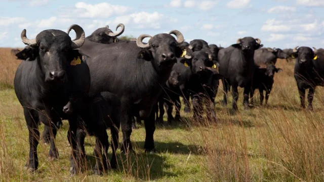 El stock de búfalos creció 25% en tres años y se afianza en el NEA