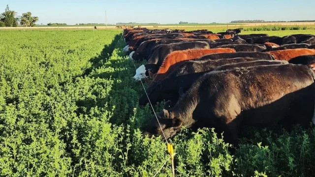 La genética bovina redefine la ganadería argentina y amplía el negocio de Genpro