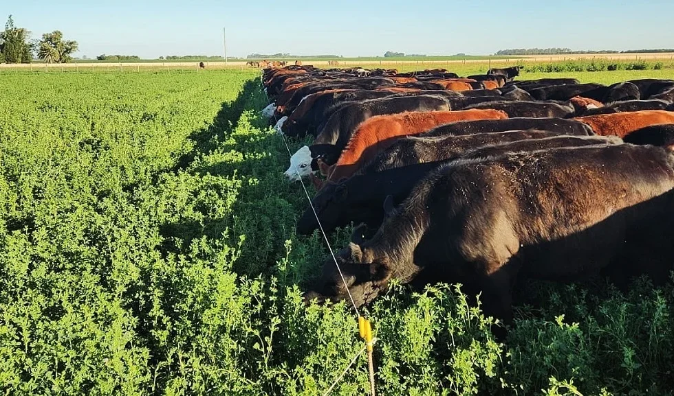 La genética bovina redefine la ganadería argentina y amplía el negocio de Genpro