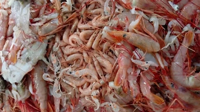 La Subárea 13 seguirá cerrada por poco langostino y mucha merluza juvenil