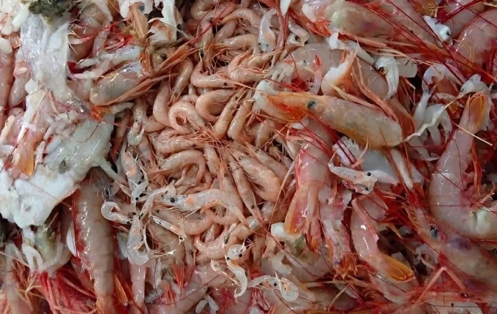 La Subárea 13 seguirá cerrada por poco langostino y mucha merluza juvenil