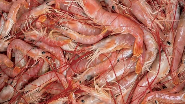 Langostino: habilitan la pesca comercial en la Subárea 7 desde el domingo