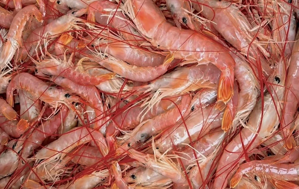 Langostino: habilitan la pesca comercial en la Subárea 7 desde el domingo