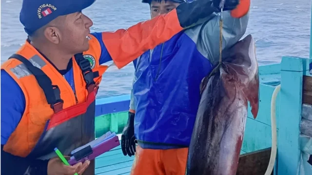 Perú evaluará el calamar gigante antes de definir nuevas medidas pesqueras