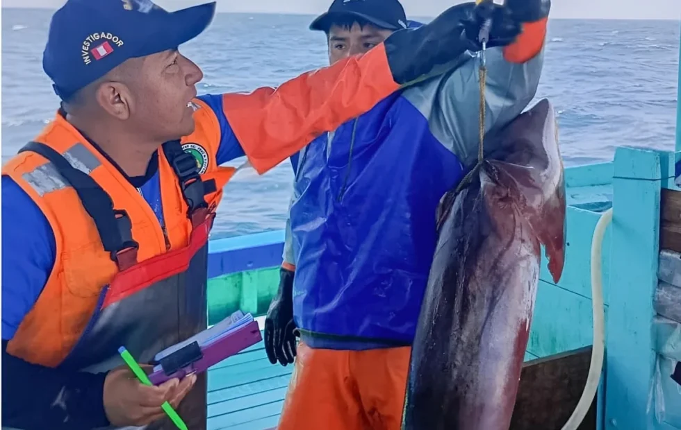 Perú evaluará el calamar gigante antes de definir nuevas medidas pesqueras