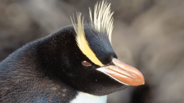 Polémica por la valuación de cuatro pingüinos cautivos en Mar del Plata