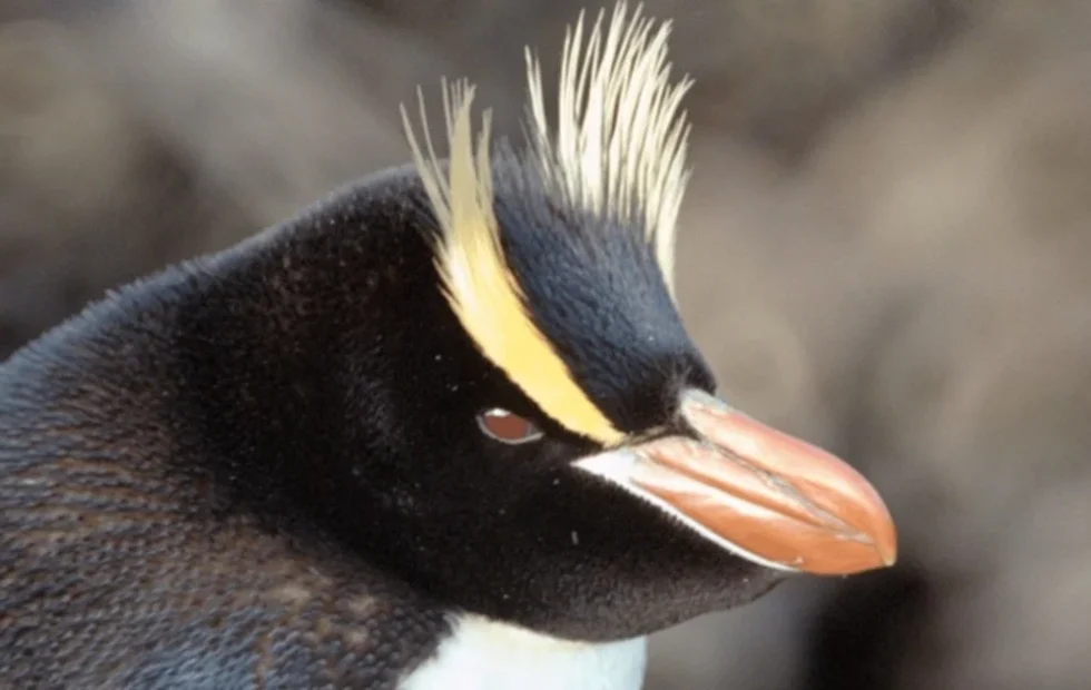 Polémica por la valuación de cuatro pingüinos cautivos en Mar del Plata