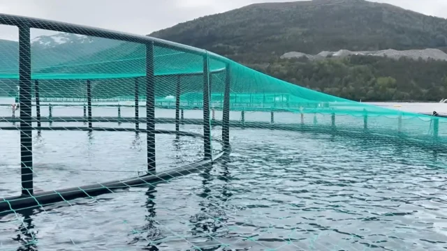 Reino Unido consulta si autoriza la salmonicultura industrial en Malvinas