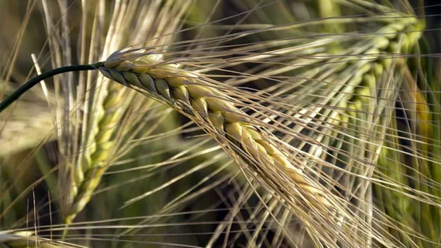 Una bacteria de la FAUBA y el CONICET podría frenar daños de Fusarium