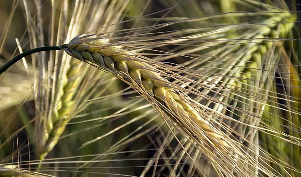 Una bacteria de la FAUBA y el CONICET podría frenar daños de Fusarium