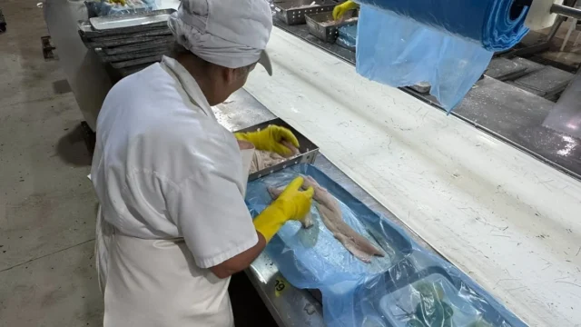 El censo pesquero relevó 5.137 empleos en 78 plantas marplatenses