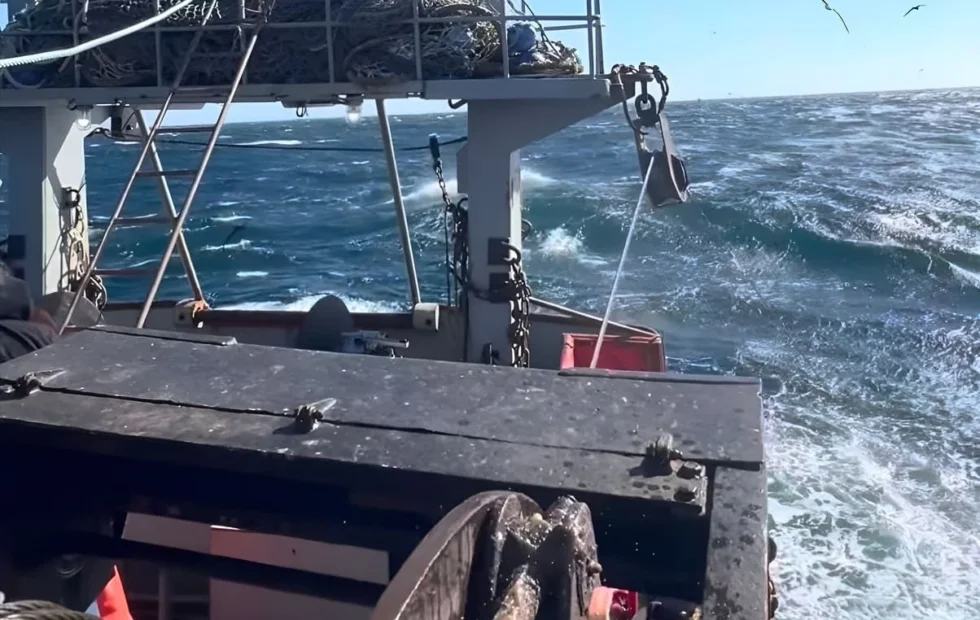 El CFP asignó merluza y revisó el estado de langostino y otras especies