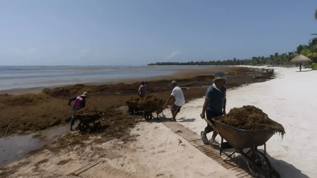 La NASA detectó 33,6 millones de toneladas de sargazo en el Atlántico
